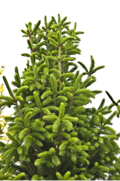 Ялина звичайна Купрессіна молода салатова хвоя